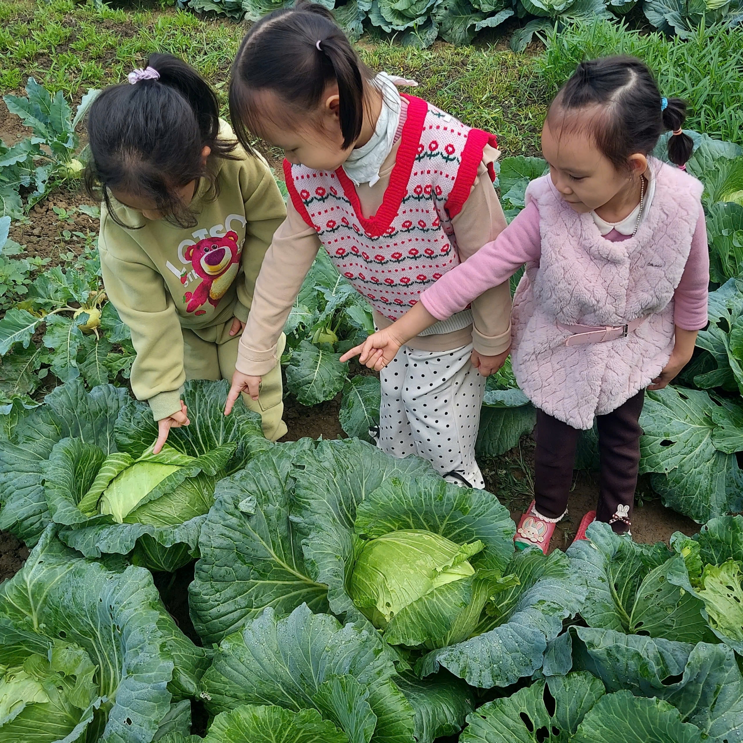 Ảnh trong bài: VƯỜN RAU SẠCH CỦA BÉ Ở TRƯỜNG MẦM NON NOONG BUA