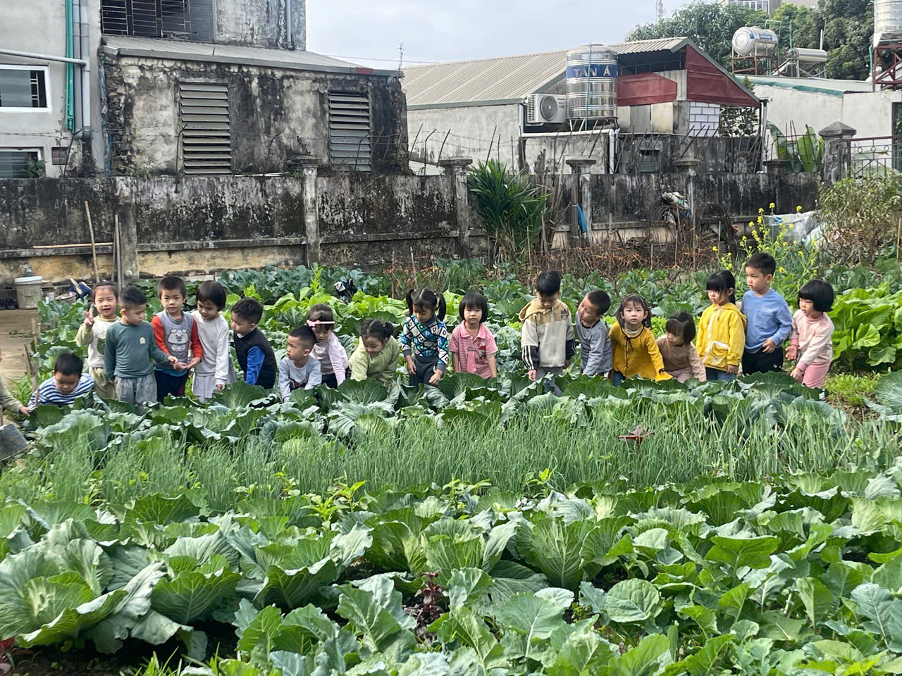 Ảnh trong bài: VƯỜN RAU SẠCH CỦA BÉ Ở TRƯỜNG MẦM NON NOONG BUA