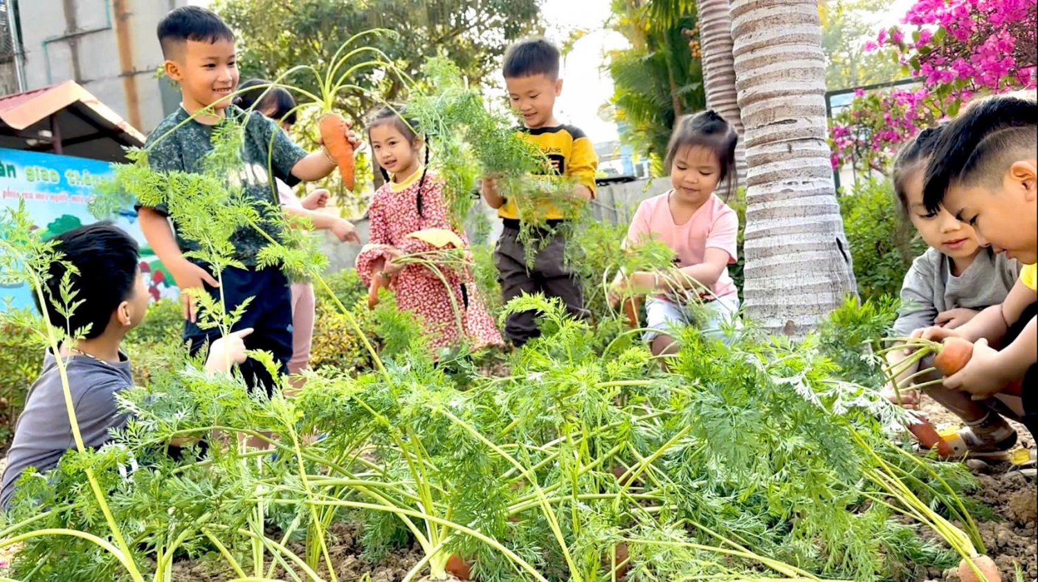 Ảnh trong bài: VƯỜN RAU SẠCH CỦA BÉ Ở TRƯỜNG MẦM NON NOONG BUA