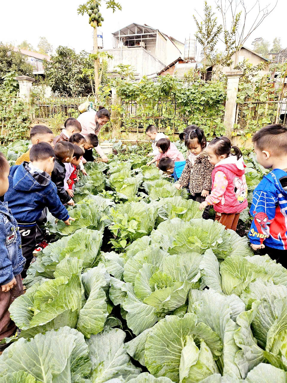 Ảnh trong bài: VƯỜN RAU SẠCH CỦA BÉ Ở TRƯỜNG MẦM NON NOONG BUA
